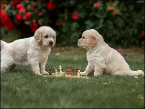 Szczeniaki, Dwa, Golden retrievery, Trawa, Psy, Szachy