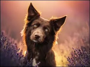 Brązowy border collie w lawendzie