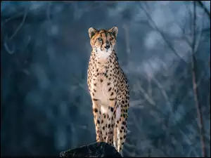 Skała, Gepard