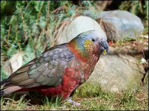 Nestor kaka, Trawa, Papuga, Ptak, Kamienie