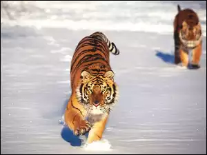 Tygrys