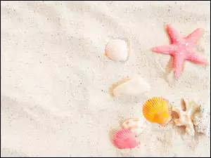 Piasek, Rozgwiazda, Plaża, Lato, Muszelki