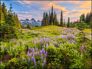 Stany Zjednoczone, Góry, Stan Waszyngton, Łubin, Mgła, Tatoosh Range, Drzewa, Park Narodowy Mount Rainier, Łąka