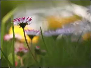 Kwiaty, Stokrotki, Trawa