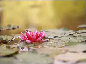 Nenufar, Grzybień, Lilia wodna
