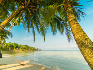 Piasek, Lato, Plaża, Morze, Palmy