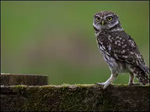 Zielone tło, Ptak, Sowa, Pójdźka