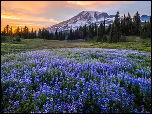 Fioletowy łubin na łące na tle stratowulkanu Mount Rainier