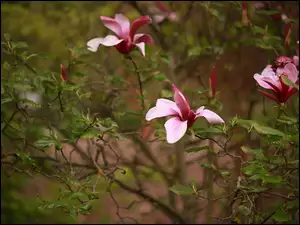 Kwiaty, Magnolia purpurowa, Różowe