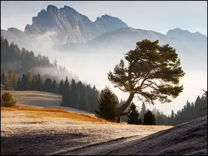 Pochylone drzewo i zamglone góry w Dolomitach