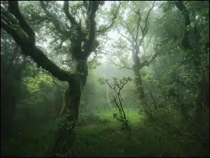 Drzewa, Las, Trawa, Hiszpania, Mgła, Andaluzja