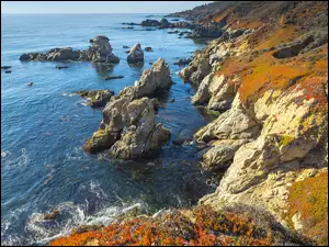 Rośliny na skałach nad oceanem