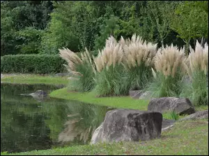 Trawa pampasowa nad stawem