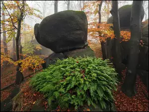 Paproć, Liście, Drzewa, Jesień, Skały