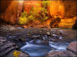 Stany Zjednoczone, Kanion Zion Narrows, Stan Utah, Virgin River, Drzewa, Skały, Kamienie, Park Narodowy Zion, Rzeka