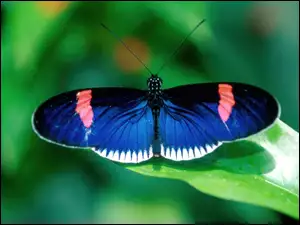Motyl, niebieski