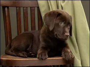 Czekoladowy szczeniak labradora leżący na krześle
