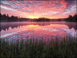 Wschód słońca, Jezioro, Drzewa, Chmury, Etang de la Gruere, Mgła, Szwajcaria, Las