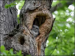 Las, Dziupla, Syczoń krzykliwy, Sowa, Drzewa