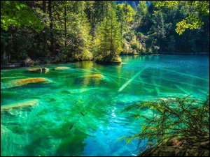 Drzewa, Szwajcaria, Kanton Berno, Jezioro Blausee
