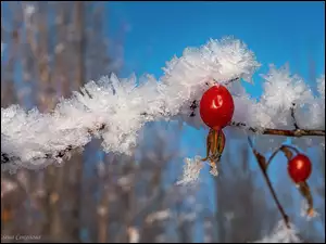 Gałązka, Dzika róża, Owoce, Śnieg