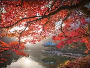 Japonia, Pawilon Ukimido, Nara Park, Altana, Staw, Jesień, Gałęzie, Sagiike, Klon, Nara