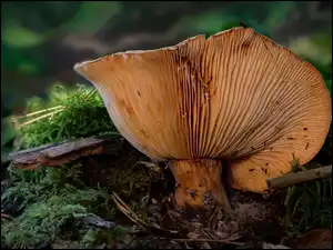 Patyki, Grzyb, Ściółka