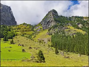 Pastwisko w Alpach Glarneńskich