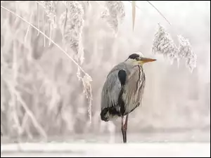 Czapla siwa pod ośnieżoną trawą
