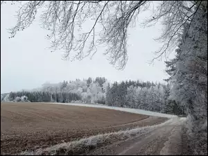 Drzewa, Pole, Oszronione, Zima, Droga