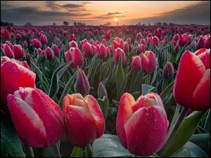 Tulipany, Zachód słońca, Kwiaty, Rosa, Pole, Czerwone, Krople, Plantacja