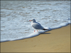 Morze, Mewa, Plaża, Fala