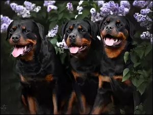 Rottweiler, Trzy, Psy