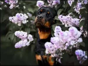 Rottweiler pod krzewem bzu