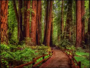 Paprocie, Stany Zjednoczone, Drzewa, Droga, Kalifornia, Sekwoje, Park Narodowy Redwood, Las