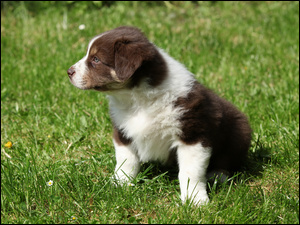 Trawa, Pies, Szczeniak, Border collie