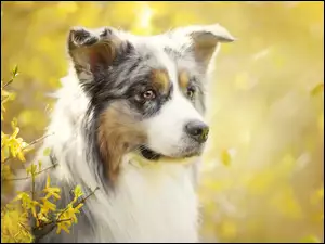 Owczarek australijski obok kwiatów forsycji