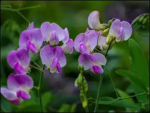 Storczyk, Purpurowy