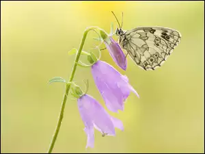 Polowiec szachownica, Kwiat, Dzwonki, Motyl