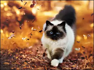 Jesień, Kot, Niebieskie, Oczy