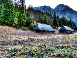 Tatry, Polska, Domki, Las, Góry, Domy