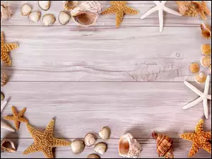 Deski, Muszelki, Brązowe, Rozgwiazdy