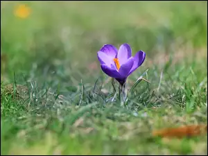 Opuszczony krokus