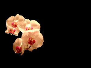 Storczyki, Kwiaty, Orchidea