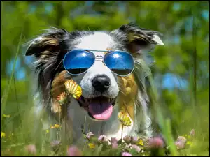 Border Collie w okularach przeciwsłonecznych