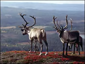 Wzgórza, Rozmycie, Renifery, Łąka, Lasy