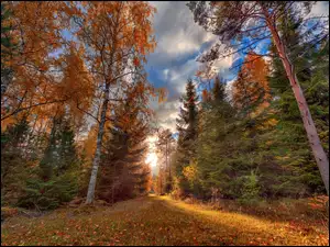 Niebo nad leśną jesienną polaną