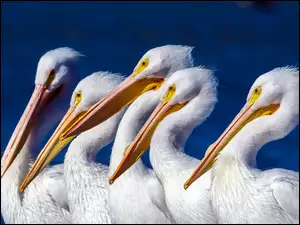 Pelikany