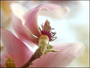 Krzew, Różowa, Magnolia, Kwiat