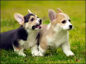 Dwa szczeniaczki welsh corgi podczas zabawy na łące